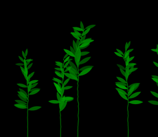 Plants